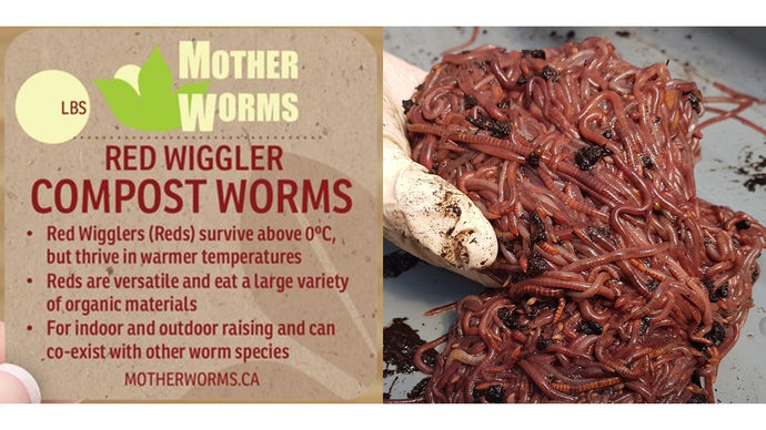 Products – Mother Worms